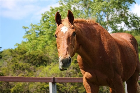 ウマ娘 でモチーフ 元競走馬タイキシャトルが死去 Game Watch