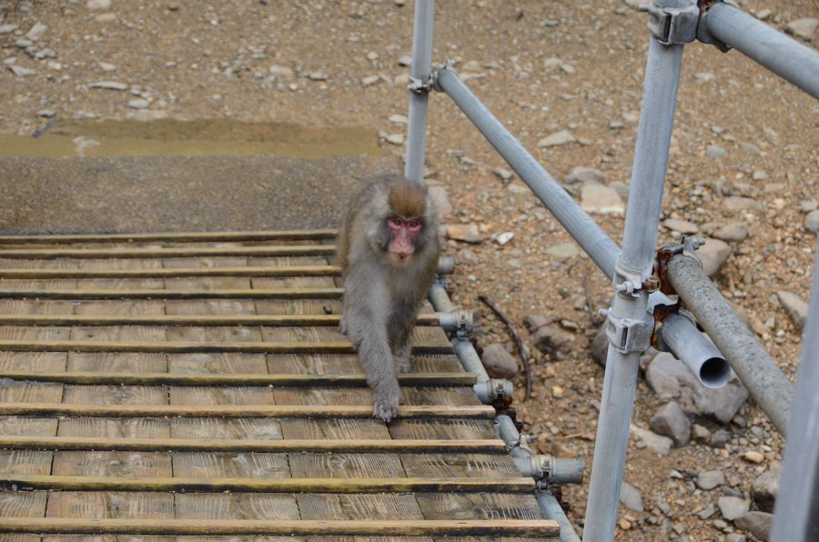 過言 では ない 意味