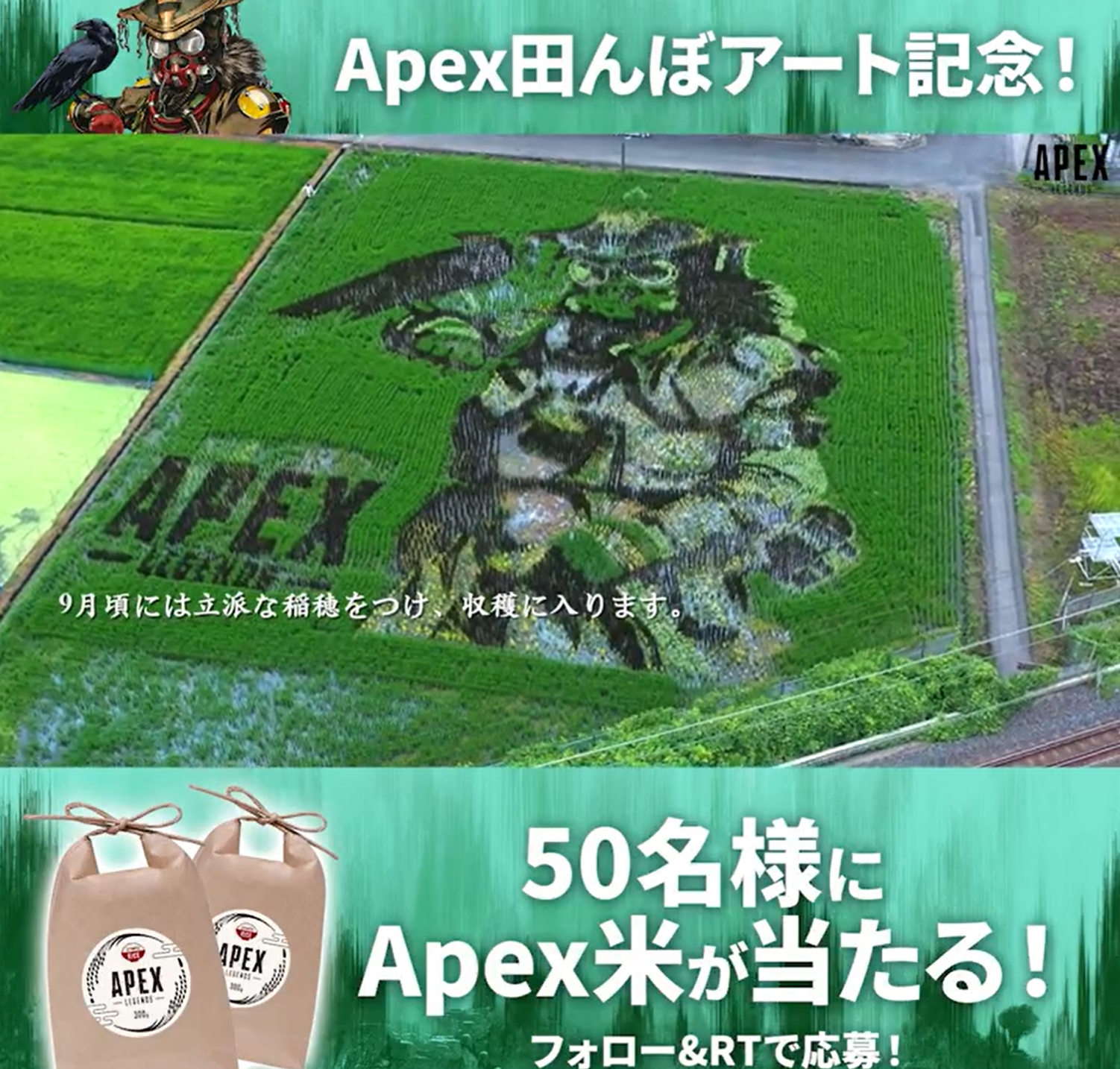 田んぼにブラッドハウンドが登場 Ea Japan公式twitterにて Apex米 が当たるキャンペーン開催 Game Watch